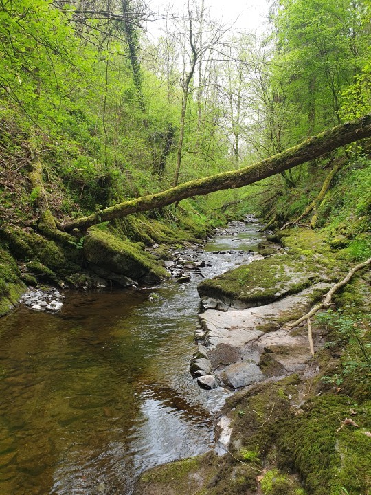 Gorge of the Clettwr - JL from Helston